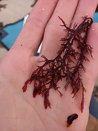 Description de cette image, également commentée ci-après