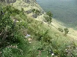 Image illustrative de l’article Forêt de Menengai