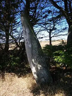 Le menhir de Parc-er-Menhir dans le bourg d'Houat.