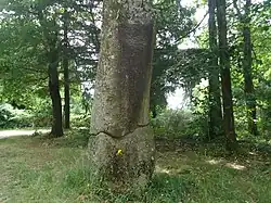 Le menhir du Pic.