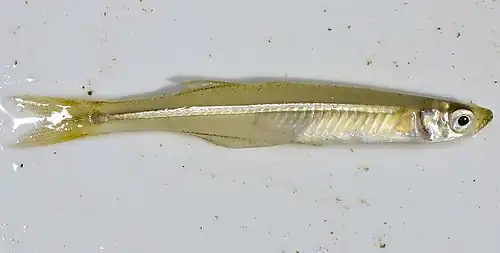 Description de l'image Menidia beryllina.jpeg.