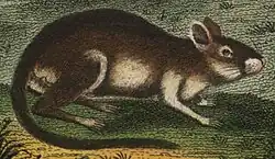 Mérione des tamaris