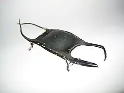 Bourse de sirène d'une raie retrouvée sur une plage de Seaside Heights.