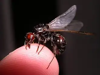 Reine ailée de Messor barbarus