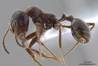 Description de l'image Messor structor ANTWEB1008070 profile.jpg.