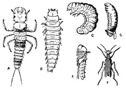 Ensemble des stades de développement d’Epicauta vittata. Le stade triongulin est le premier (A).