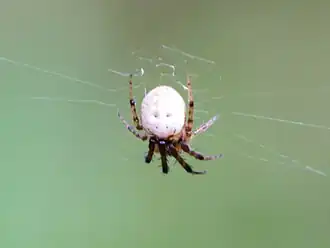 Description de l'image Metazygia zilloides.jpg.