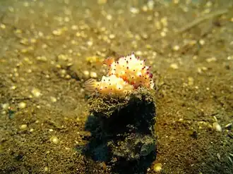 Description de l'image Mexichromis festiva at Lembeh strait.JPG.