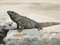 Ctenosaura similis adulte du Yucatan (Mexique).