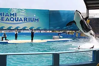 Le Miami Seaquarium, aux États-Unis.