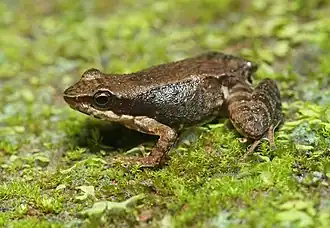 Description de l'image Micrixalus kurichiyari.jpg.