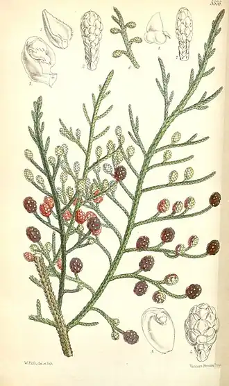 Description de l'image Microcachrys tetragona.jpg.