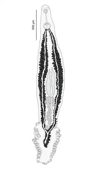Microcotyle algeriensis (Microcotylidae)