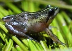 Description de l'image Microfrog Microbatrachella capensis - Cape Town.jpg.