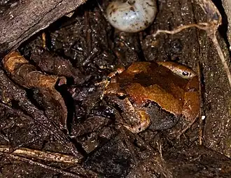 Description de l'image Microhyla-okinavensis.jpg.