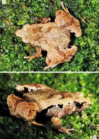 Description de l'image Microhyla arboricola.png.