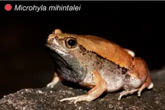 Description de l'image Microhyla mihintalei.png.