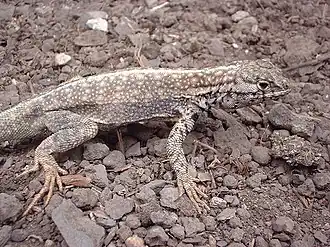 Description de l'image Microlophus tigris.jpg.