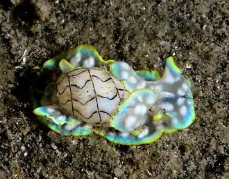 Description de cette image, également commentée ci-après