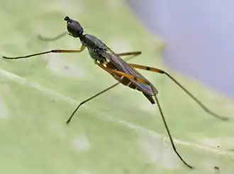 Micropeza corrigiolata, un Micropezidae.