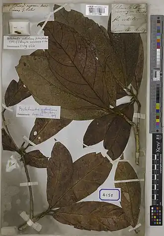 Description de l'image Micropholis rugosa Kew.jpg.