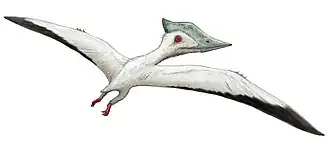 Description de l'image Microtuban.jpg.