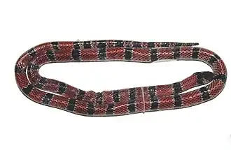 Description de l'image Micrurus remotus.jpg.