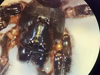 Description de l'image Migas marplesi 476149101.jpg.