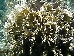 Millepora intricata