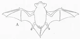 Description de l'image Mimetellus moloneyi.jpg.