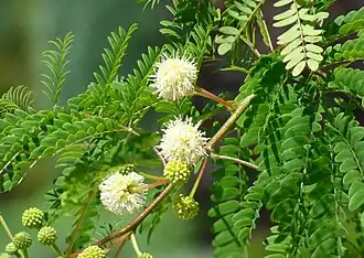 Leucaena leucocephala.