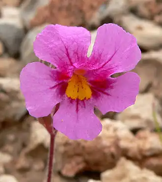 Description de l'image Mimulus bigelovii 5.jpg.