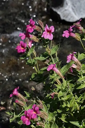 Description de l'image Mimulus lewisii 8189.JPG.
