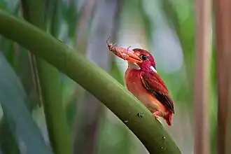 Description de l'image Mindanao's Jewel.jpg.