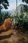 Termitière sur le Mini pic d'Adam, Ella - Sri Lanka.