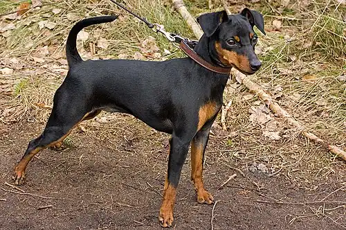 Pinscher nain