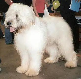 Image illustrative de l’article Chien de berger roumain de Mioritza