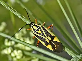 Description de l'image Miridae - Brachycoleus decolor.JPG.
