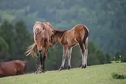 Une jument dans un pré, son poulain auprès d'elle.