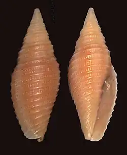 Mitra avenacea