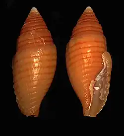 Strigatella vexillum