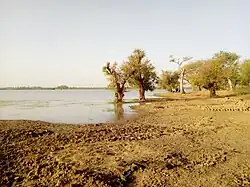 Mitragyna inermis sur les rives du lac