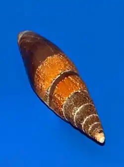 Mitra zonata
