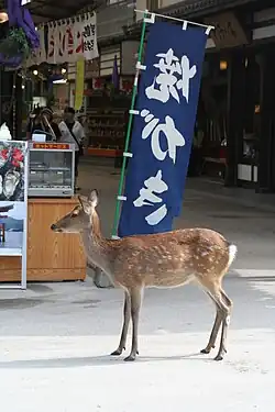 Cerfs en liberté dans les rues de Miyajima