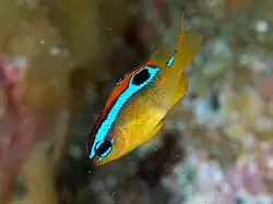 Chrysiptera brownriggii