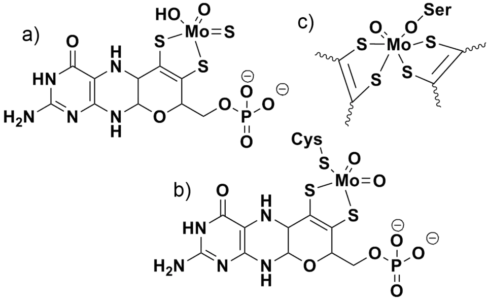 Exemples de cofacteurs à molybdène de (a) la xanthine oxydase, (b) la sulfite oxydase et (c) la DMSO réductase. La DMSO réductase contient également deux ligands molybdoptérine liés au molybdène qui ne sont pas représentés sur la figure pour plus de clarté.