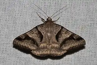 Description de l'image Mocis mayeri.jpg.