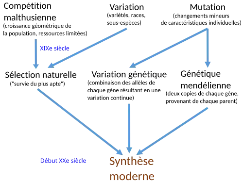 "arbre généralogique" menant à la théorie synthétique.