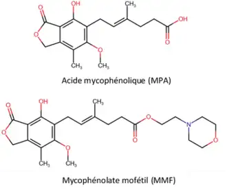 Image illustrative de l’article Acide mycophénolique