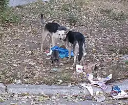 Pilleurs de sac-poubelle en Moldavie